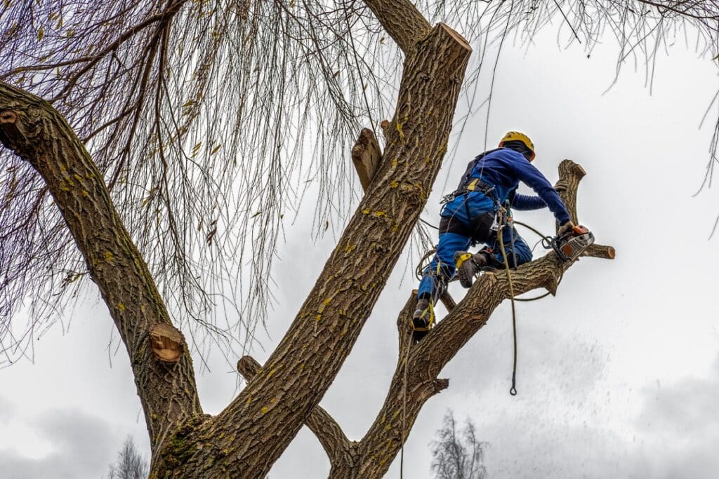 arborist removing bare branches