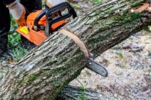 tree with chainsaw