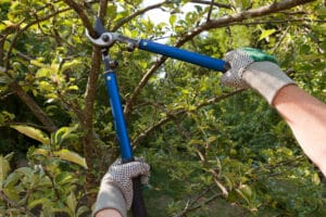 pruning an apple tree