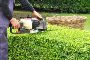 Gardener trimming green bush