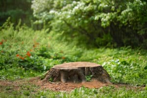 Stump in meadow