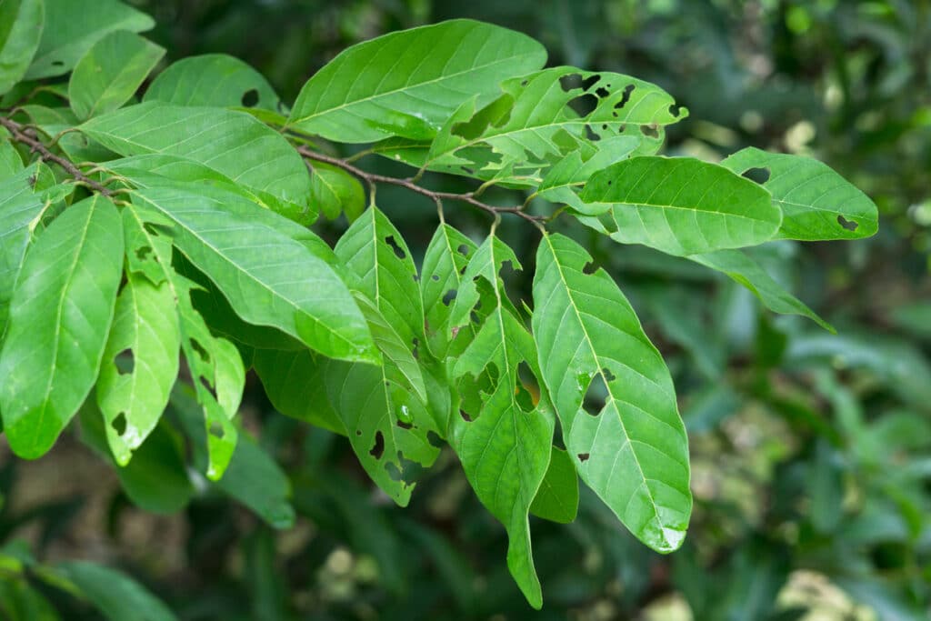 leaves eaten by pests
