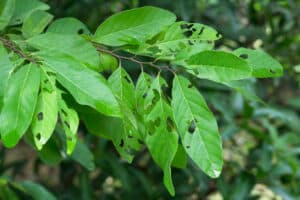 leaves eaten by pests
