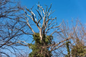 Dead leafless tree
